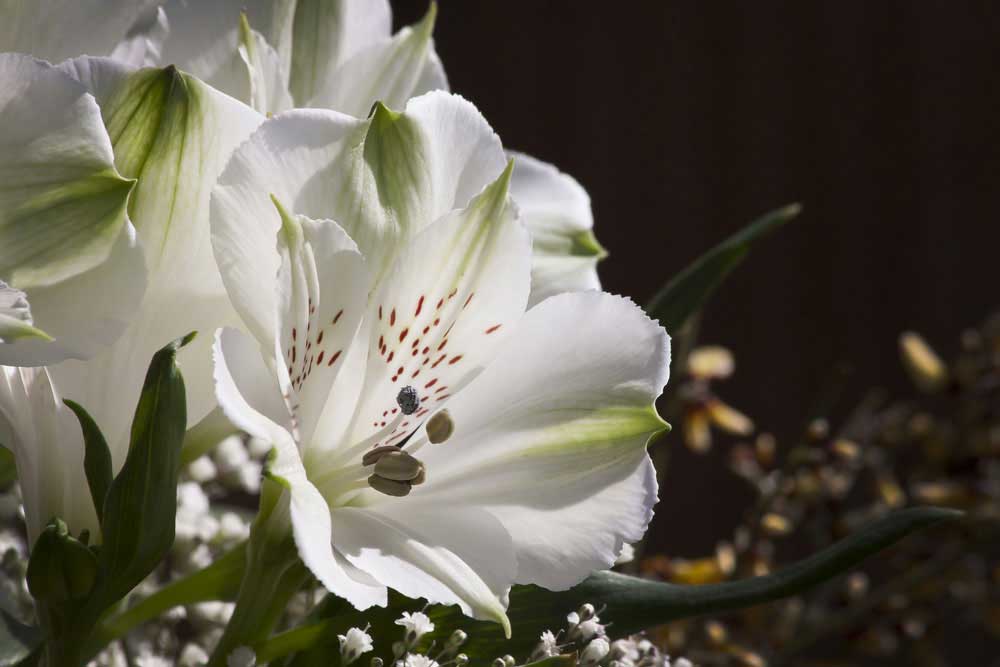 White Lillies